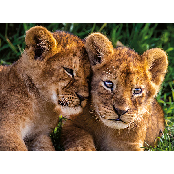 Adorables lionceaux