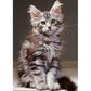 Le chaton Maine Coon