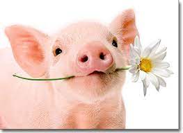 Carte à souhait cochon tenant une fleur